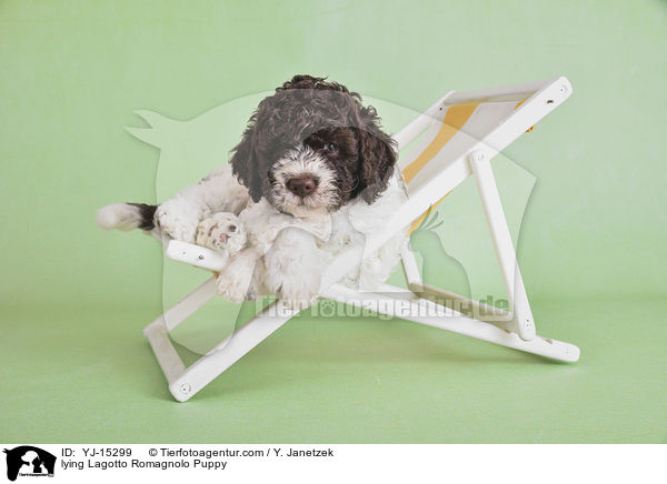liegender Lagotto Romagnolo Welpe / lying Lagotto Romagnolo Puppy / YJ-15299