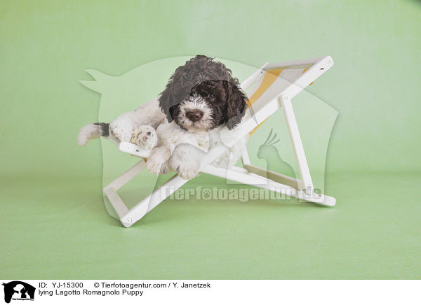 liegender Lagotto Romagnolo Welpe / lying Lagotto Romagnolo Puppy / YJ-15300
