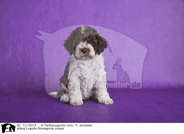 sitzender Lagotto Romagnolo Welpe / sitting Lagotto Romagnolo puppy / YJ-15315