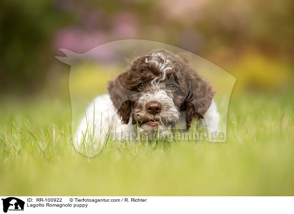 Lagotto Romagnolo Welpe / Lagotto Romagnolo puppy / RR-100922