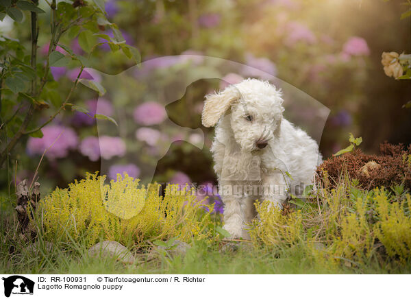 Lagotto Romagnolo Welpe / Lagotto Romagnolo puppy / RR-100931