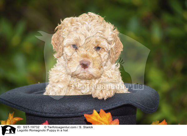 Lagotto Romagnolo Puppy in a hat / SST-19732