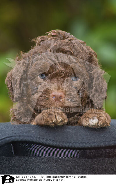 Lagotto Romagnolo Welpe im Hut / Lagotto Romagnolo Puppy in a hat / SST-19737