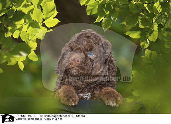 Lagotto Romagnolo Welpe im Hut / Lagotto Romagnolo Puppy in a hat / SST-19739