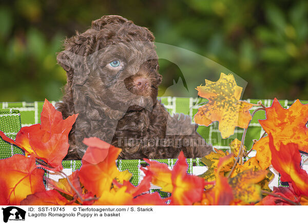 Lagotto Romagnolo Welpe im Krbchen / Lagotto Romagnolo Puppy in a basket / SST-19745