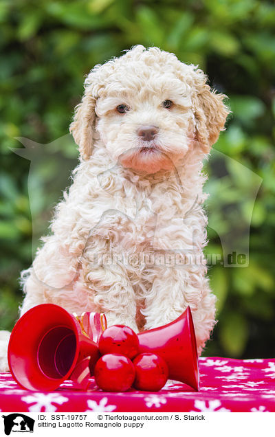 sitzender Lagotto Romagnolo Welpe / sitting Lagotto Romagnolo puppy / SST-19757