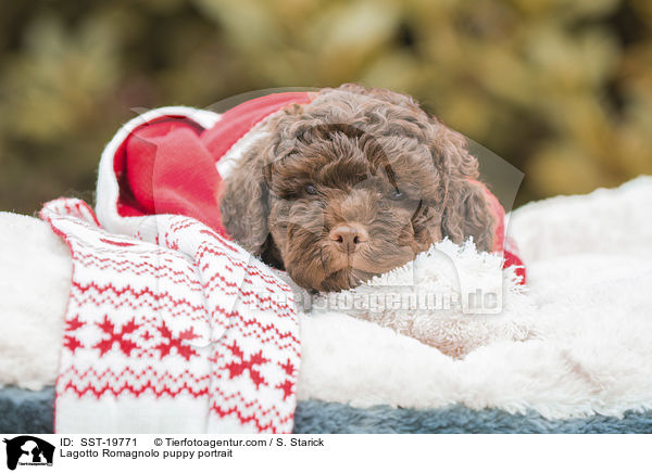Lagotto Romagnolo Welpe Portrait / Lagotto Romagnolo puppy portrait / SST-19771