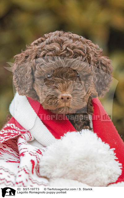 Lagotto Romagnolo Welpe Portrait / Lagotto Romagnolo puppy portrait / SST-19773