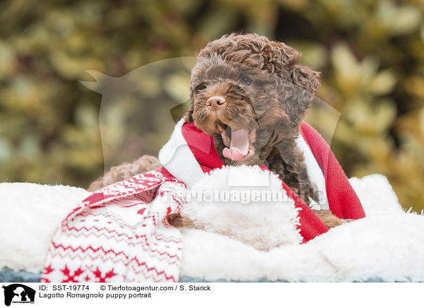 Lagotto Romagnolo Welpe Portrait / Lagotto Romagnolo puppy portrait / SST-19774