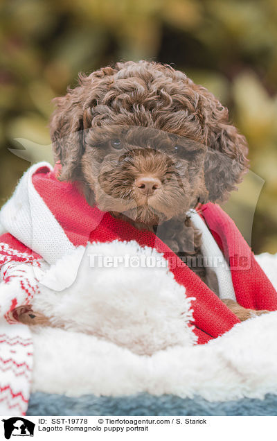 Lagotto Romagnolo Welpe Portrait / Lagotto Romagnolo puppy portrait / SST-19778