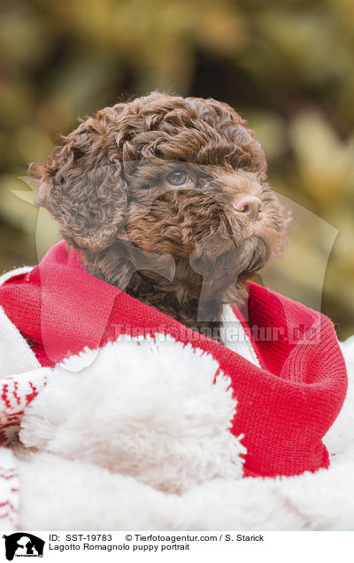 Lagotto Romagnolo Welpe Portrait / Lagotto Romagnolo puppy portrait / SST-19783