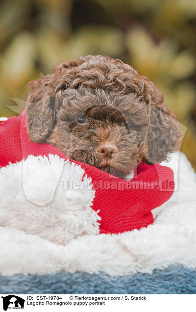 Lagotto Romagnolo Welpe Portrait / Lagotto Romagnolo puppy portrait / SST-19784
