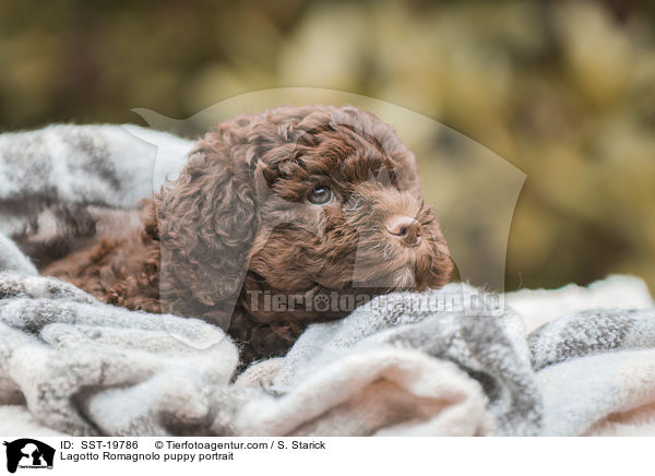Lagotto Romagnolo Welpe Portrait / Lagotto Romagnolo puppy portrait / SST-19786