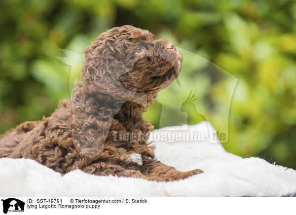 liegender Lagotto Romagnolo Welpe / lying Lagotto Romagnolo puppy / SST-19791