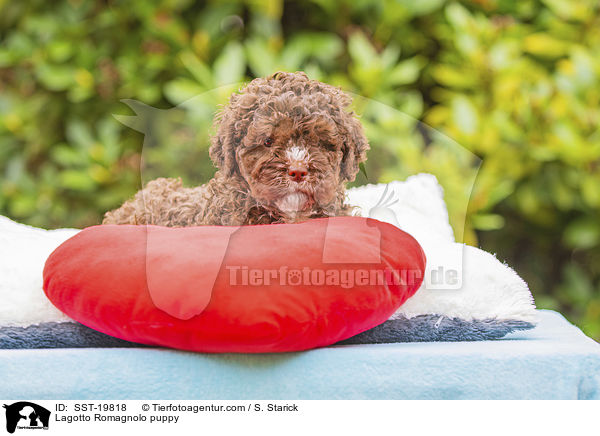 Lagotto Romagnolo Welpe / Lagotto Romagnolo puppy / SST-19818