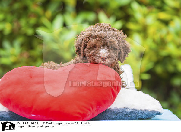 Lagotto Romagnolo Welpe / Lagotto Romagnolo puppy / SST-19821