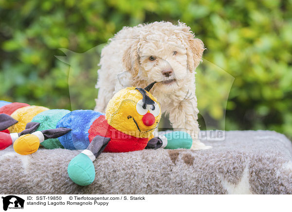 stehender Lagotto Romagnolo Welpe / standing Lagotto Romagnolo Puppy / SST-19850
