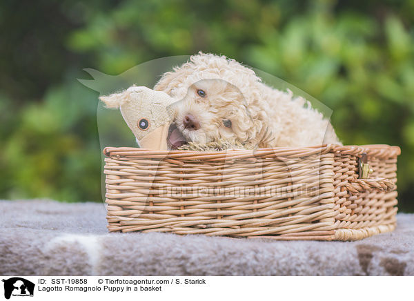 Lagotto Romagnolo Welpe im Krbchen / Lagotto Romagnolo Puppy in a basket / SST-19858