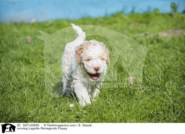 rennender Lagotto Romagnolo Welpe / running Lagotto Romagnolo Puppy / SST-20658