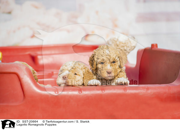 Lagotto Romagnolo Welpen / Lagotto Romagnolo Puppies / SST-20664