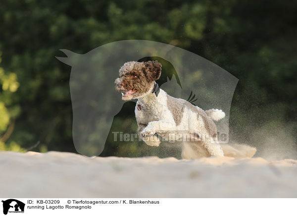rennender Lagotto Romagnolo / running Lagotto Romagnolo / KB-03209