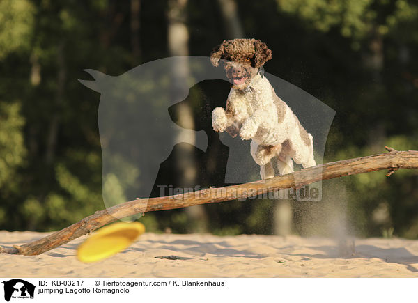 jumping Lagotto Romagnolo / KB-03217