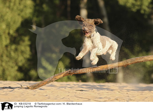 jumping Lagotto Romagnolo / KB-03218