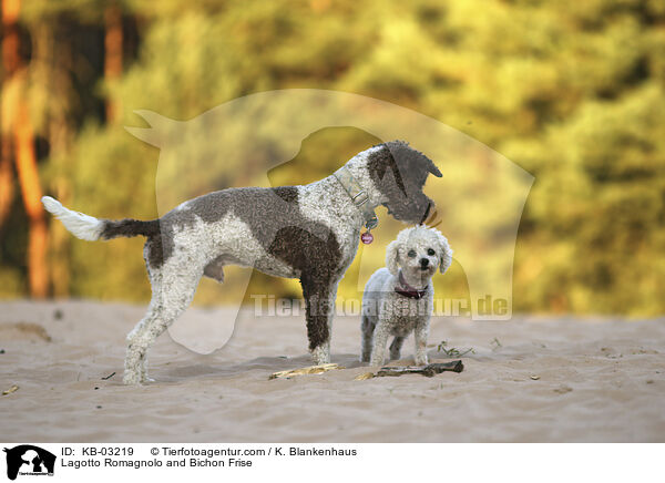 Lagotto Romagnolo und Bichon Frise / Lagotto Romagnolo and Bichon Frise / KB-03219