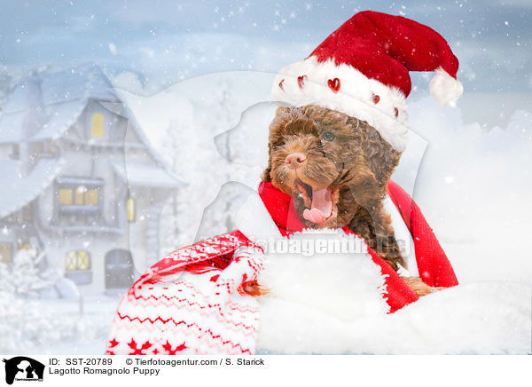 Lagotto Romagnolo Welpe / Lagotto Romagnolo Puppy / SST-20789