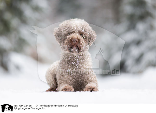 lying Lagotto Romagnolo / UM-02458