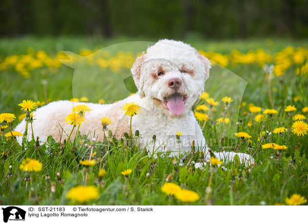 liegender Lagotto Romagnolo / lying Lagotto Romagnolo / SST-21183