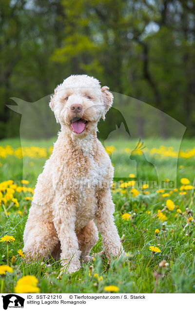 sitzender Lagotto Romagnolo / sitting Lagotto Romagnolo / SST-21210