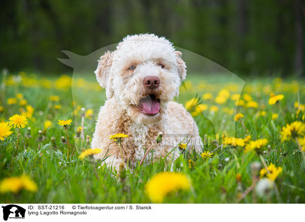 liegender Lagotto Romagnolo / lying Lagotto Romagnolo / SST-21216