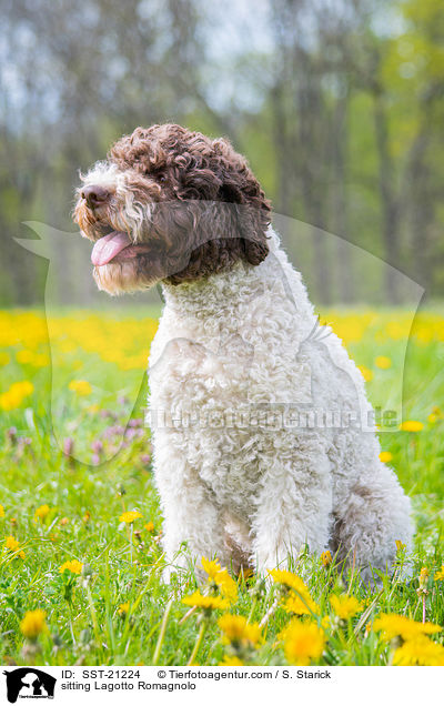 sitzender Lagotto Romagnolo / sitting Lagotto Romagnolo / SST-21224