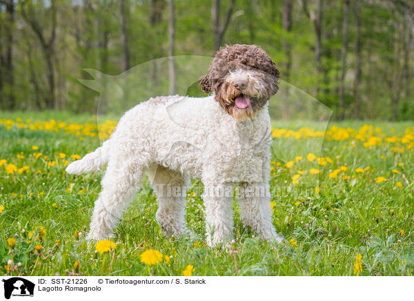 Lagotto Romagnolo / Lagotto Romagnolo / SST-21226
