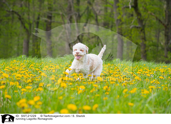 rennender Lagotto Romagnolo / running Lagotto Romagnolo / SST-21229