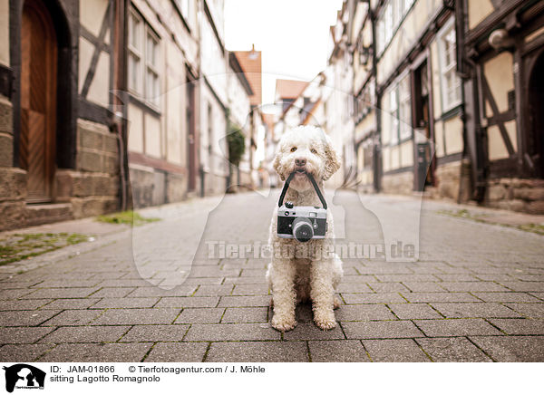 sitzender Lagotto Romagnolo / sitting Lagotto Romagnolo / JAM-01866