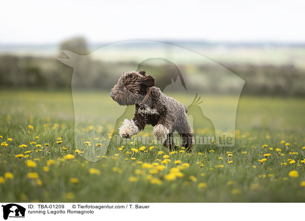 rennender Lagotto Romagnolo / running Lagotto Romagnolo / TBA-01209