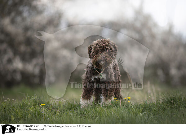 Lagotto Romagnolo / Lagotto Romagnolo / TBA-01220