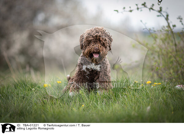 sitzender Lagotto Romagnolo / sitting Lagotto Romagnolo / TBA-01221