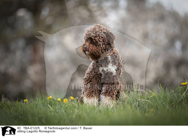 sitzender Lagotto Romagnolo / sitting Lagotto Romagnolo / TBA-01225