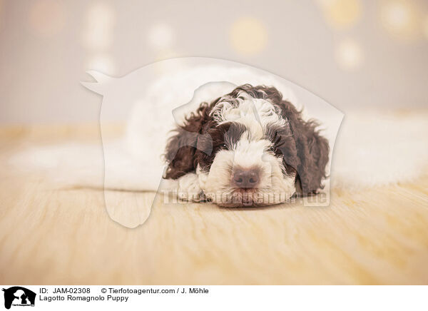 Lagotto Romagnolo Puppy / JAM-02308