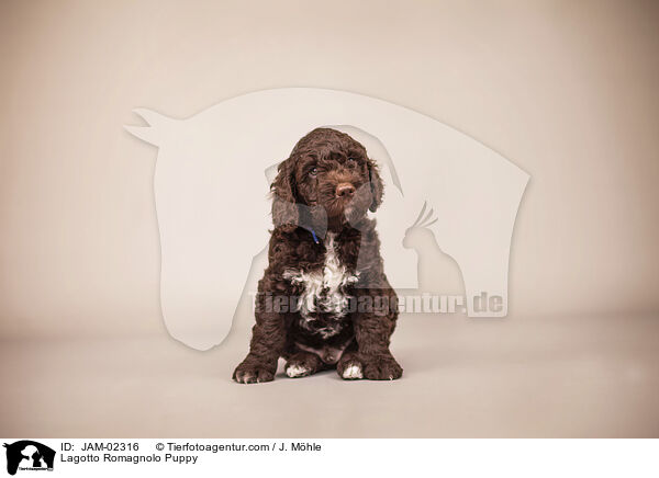 Lagotto Romagnolo Puppy / JAM-02316