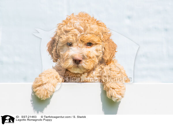 Lagotto Romagnolo Welpe / Lagotto Romagnolo Puppy / SST-21463