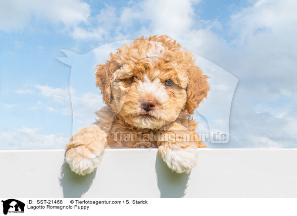 Lagotto Romagnolo Welpe / Lagotto Romagnolo Puppy / SST-21468