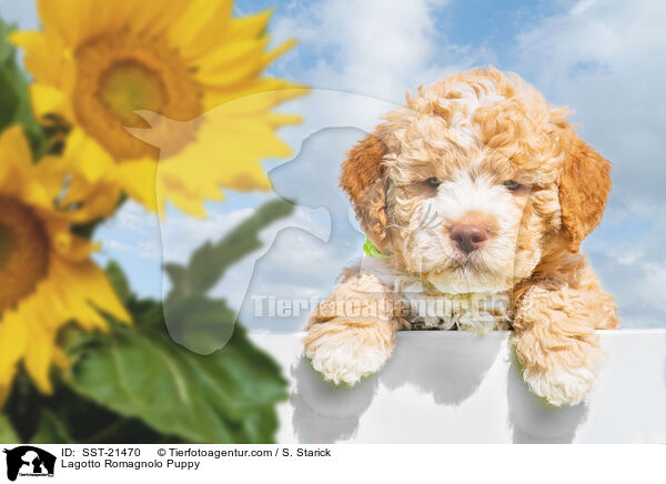 Lagotto Romagnolo Welpe / Lagotto Romagnolo Puppy / SST-21470