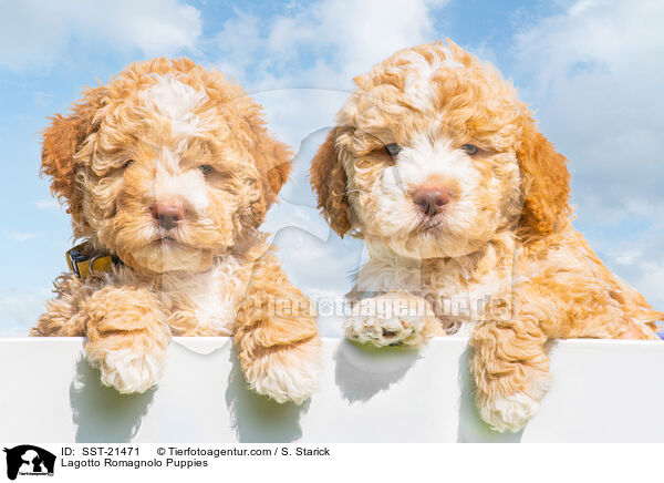 Lagotto Romagnolo Welpen / Lagotto Romagnolo Puppies / SST-21471