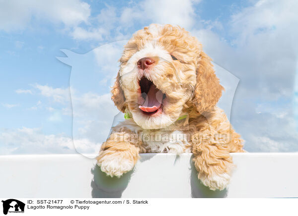 Lagotto Romagnolo Puppy / SST-21477