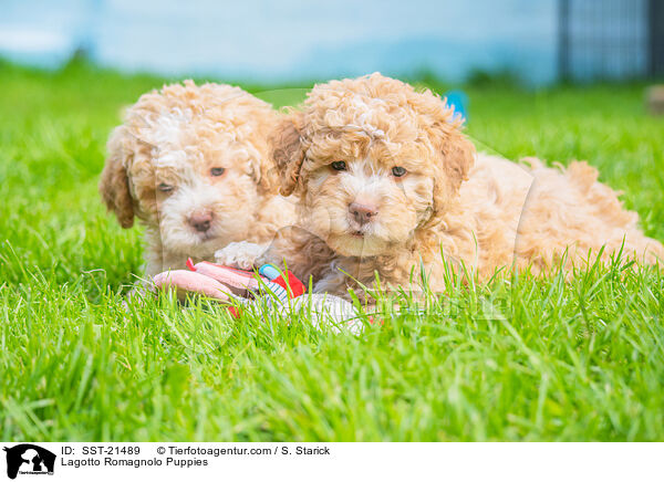 Lagotto Romagnolo Puppies / SST-21489