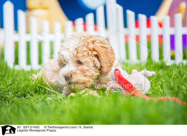 Lagotto Romagnolo Welpe / Lagotto Romagnolo Puppy / SST-21492